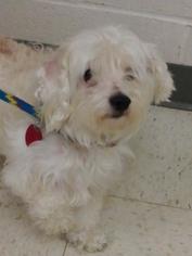 Maltipoo Dogs for adoption in Gulfport, MS, USA