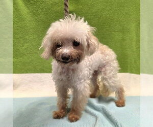 Maltese Dogs for adoption in Long Beach, CA, USA