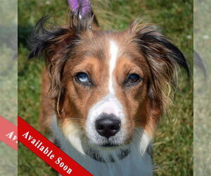 Australian Shepherd-Unknown Mix Dogs for adoption in Huntley, IL, USA