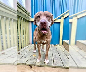 Labrador Retriever-Unknown Mix Dogs for adoption in Marathon, FL, USA