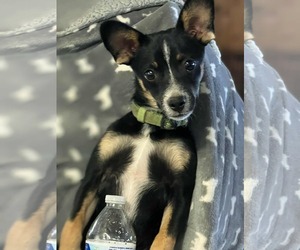 Chihuahua-Unknown Mix Dogs for adoption in Visalia, CA, USA