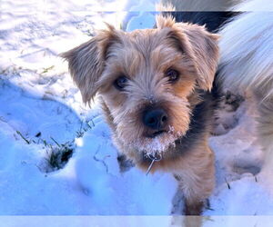 Maltese-Unknown Mix Dogs for adoption in St. Louis Park, MN, USA