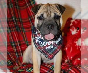 Pug Dogs for adoption in Von Ormy, TX, USA