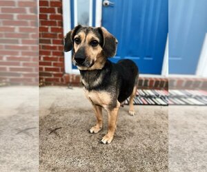 German Shepherd Dog Dogs for adoption in Evansville, IN, USA