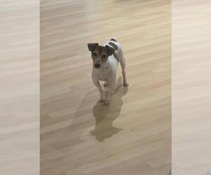 Jack Russell Terrier Dogs for adoption in Union Beach, NJ, USA