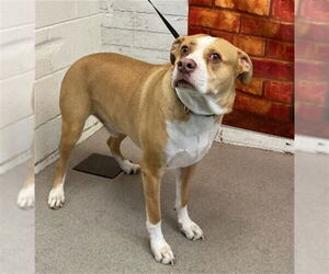 Mutt Dogs for adoption in San Bernardino, CA, USA