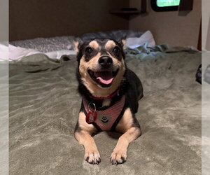 Chiweenie Dogs for adoption in Wakefield, RI, USA