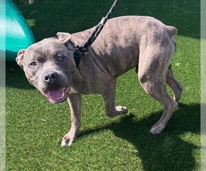American Staffordshire Terrier-Unknown Mix Dogs for adoption in Grand Prairie, TX, USA