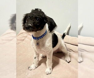 Rattle Dogs for adoption in Genesee, WI, USA