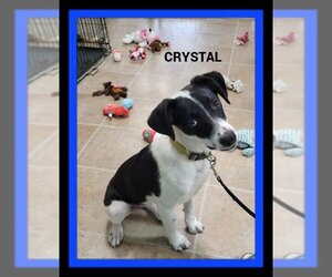 Border Collie-Unknown Mix Dogs for adoption in Granbury, TX, USA