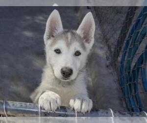 Siberian Husky Dogs for adoption in Ojai, CA, USA