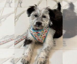 Border Terrier-Unknown Mix Dogs for adoption in Brewster, NY, USA