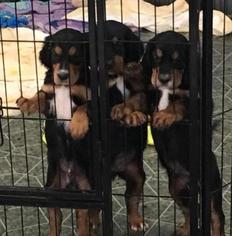 Gordon Setter Dogs for adoption in Newport, KY, USA