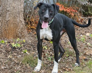 Mutt Dogs for adoption in Rocky Mount, VA, USA