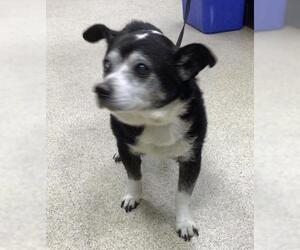 Chihuahua Dogs for adoption in Riverside, CA, USA