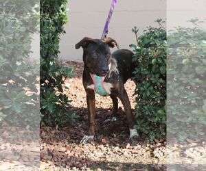 American Pit Bull Terrier-Unknown Mix Dogs for adoption in Yuba City, CA, USA