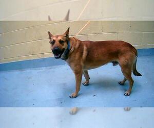German Shepherd Dog-Unknown Mix Dogs for adoption in Tulsa, OK, USA
