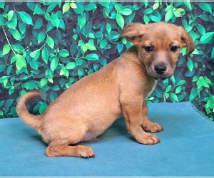 Labrador Retriever-Unknown Mix Dogs for adoption in Wetumpka, AL, USA