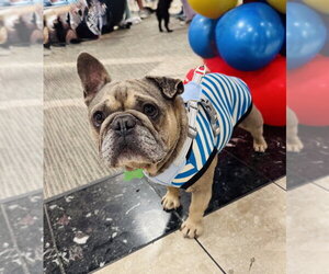 French Bulldog Dogs for adoption in Marina Del Rey, CA, USA
