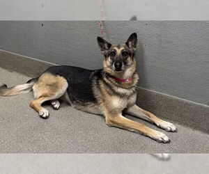German Shepherd Dog-Unknown Mix Dogs for adoption in Las Vegas, NV, USA