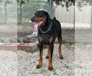 Doberman Pinscher Dogs for adoption in Devine, TX, USA