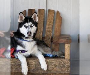 Siberian Husky Dogs for adoption in Placerville, CA, USA