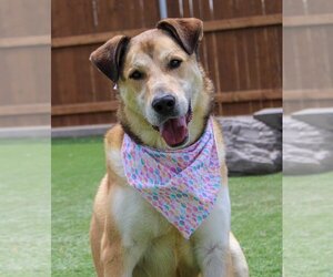 Great Dane-Unknown Mix Dogs for adoption in Amarillo, TX, USA