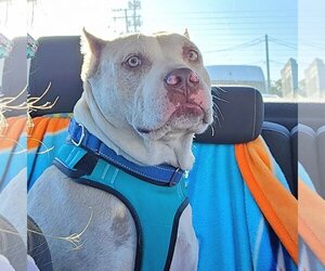 American Staffordshire Terrier-Unknown Mix Dogs for adoption in Tampa, FL, USA