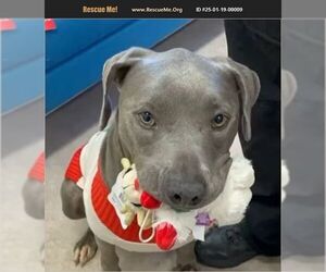American Pit Bull Terrier Dogs for adoption in Benton, PA, USA