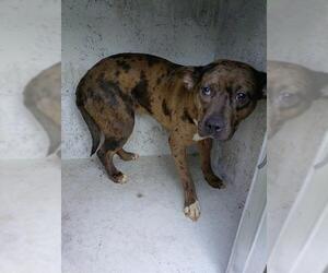 American Staffordshire Terrier Dogs for adoption in Fort Lauderdale, FL, USA