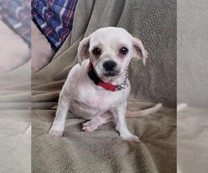 Shih Tzu Dogs for adoption in Menifee, CA, USA