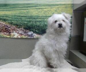 Mutt Dogs for adoption in Moreno Valley, CA, USA