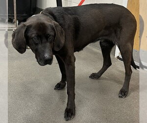 Labrador Retriever-Unknown Mix Dogs for adoption in Forestville, MD, USA