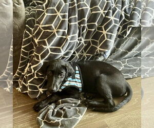 Mutt Dogs for adoption in San Juan Capistrano, CA, USA