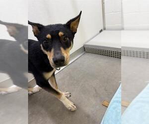Collie-Unknown Mix Dogs for adoption in Temple, TX, USA