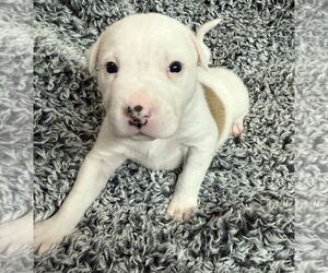 American Pit Bull Terrier-Australian Shepherd Mix Dogs for adoption in OKLAHOMA CITY, OK, USA