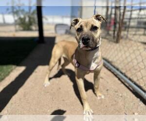 American Pit Bull Terrier-Unknown Mix Dogs for adoption in HESPERIA, CA, USA