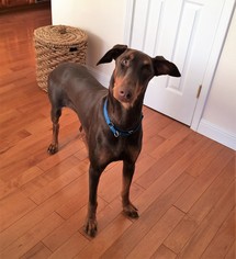 Doberman Pinscher Dogs for adoption in San Jose, CA, USA