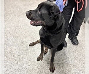Rottweiler Dogs for adoption in Houston, TX, USA