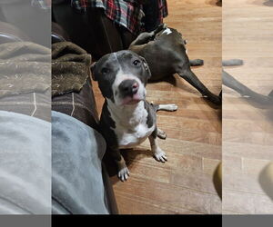 Staffordshire Bull Terrier-Unknown Mix Dogs for adoption in Tracy City, TN, USA