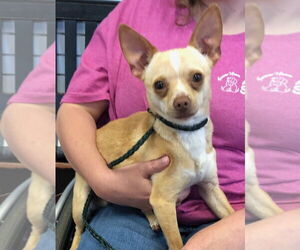 Chihuahua Dogs for adoption in Amarillo, TX, USA