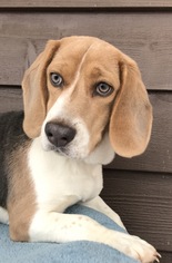 Medium Photo #1 Beagle Puppy For Sale in Holden, MO, USA