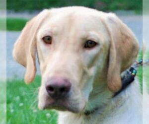 Labrador Retriever Dogs for adoption in Chesapeake City, MD, USA