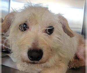 Maltese-Unknown Mix Dogs for adoption in Downey, CA, USA