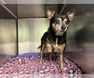 Chihuahua-Unknown Mix Dogs for adoption in Grand Prairie, TX, USA