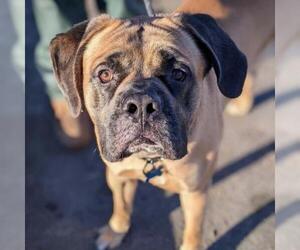 Mastiff Dogs for adoption in St Louis, MO, USA