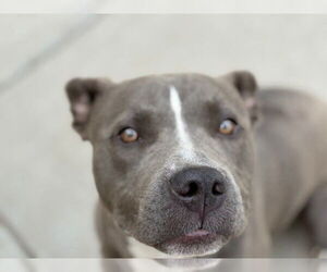 American Pit Bull Terrier Dogs for adoption in Tulsa, OK, USA