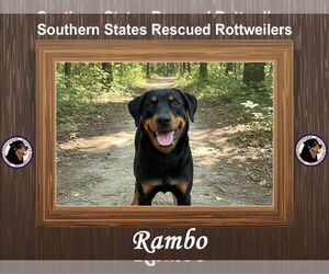 Rottweiler-Unknown Mix Dogs for adoption in White Hall, AR, USA