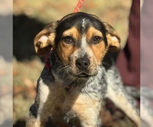 Australian Shepherd-Unknown Mix Dogs for adoption in Yardley, PA, USA