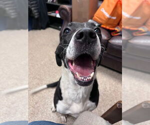 Mutt Dogs for adoption in Maryville, TN, USA